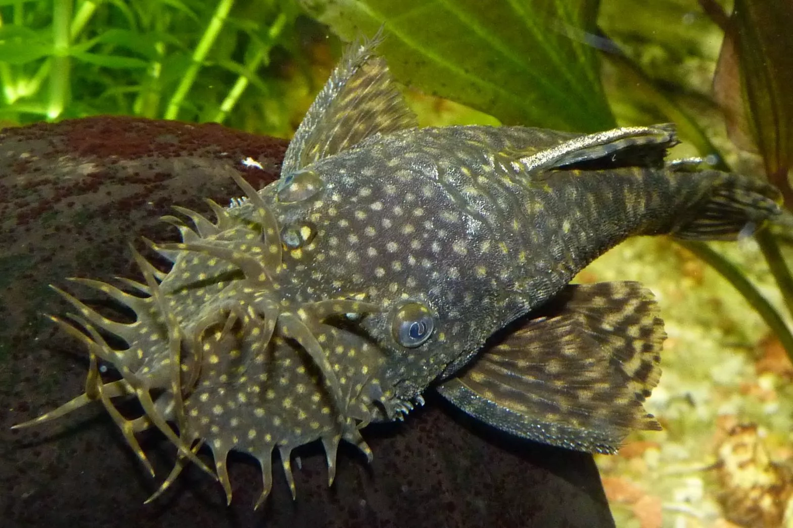 Bristlenose Catfish