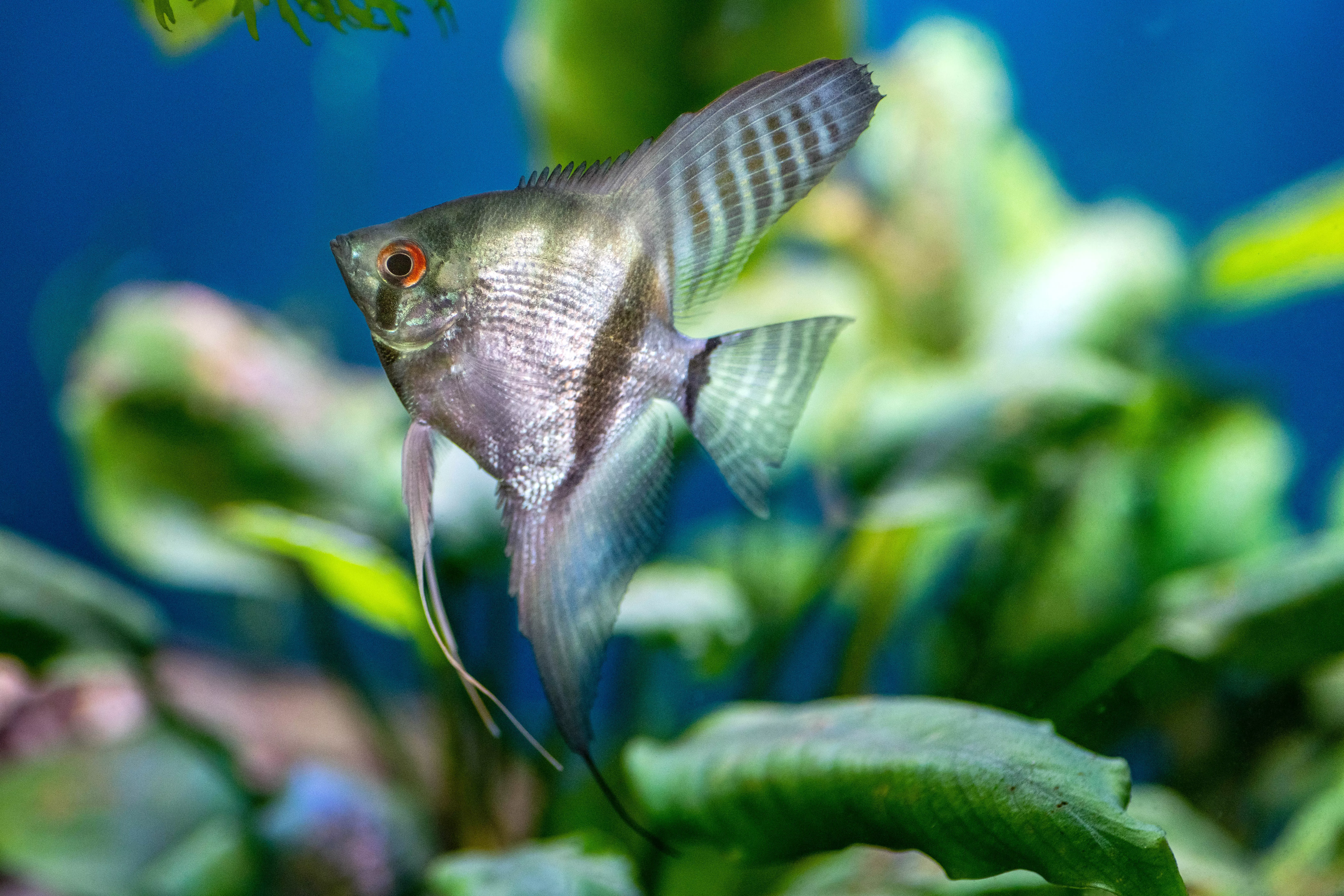 Silver and green striped angelfish swimming in tank with underwater foliage