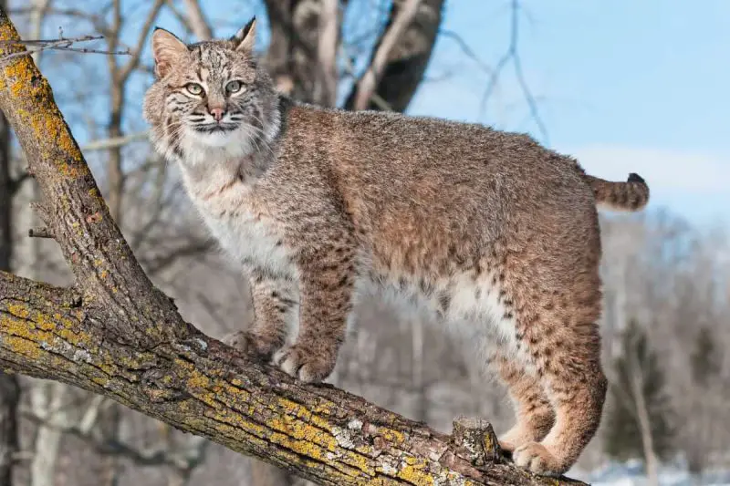 Bobcats in North Carolina