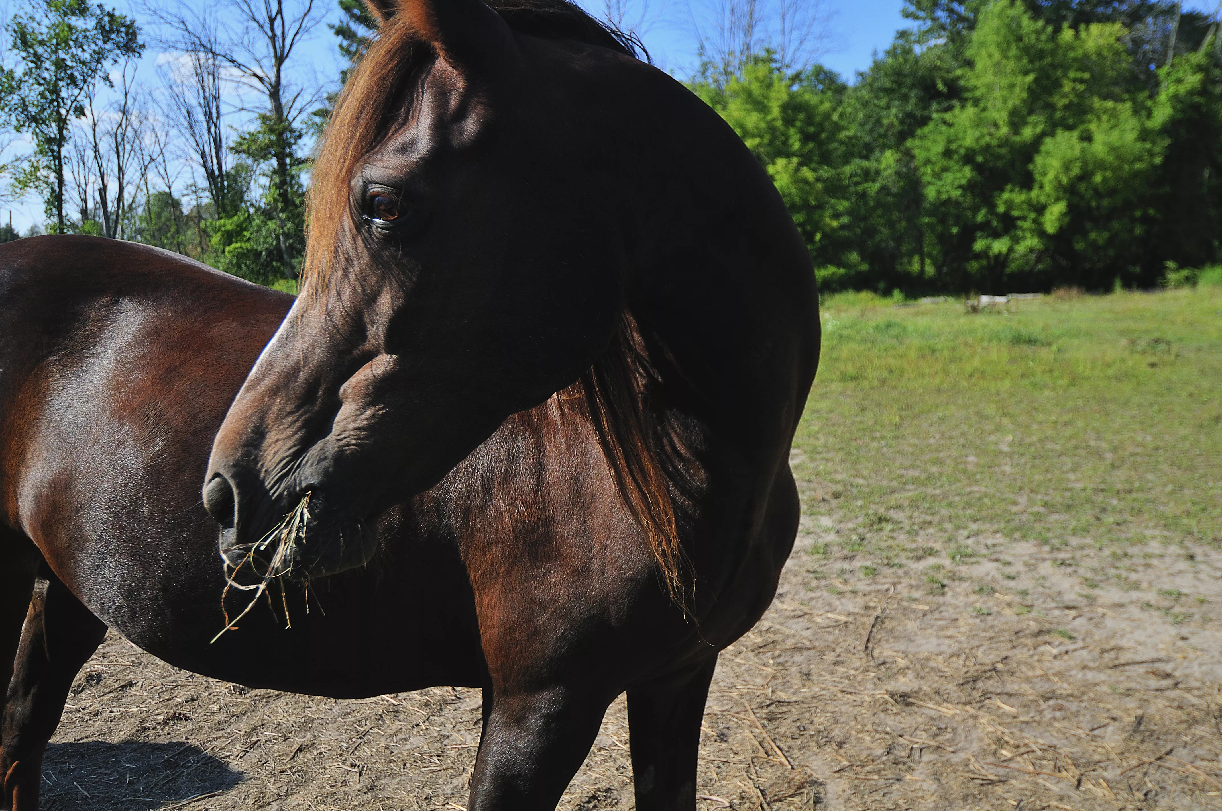 Chestnut Morgan horse standing on grass with hay in her mouth and looking over her shoulder