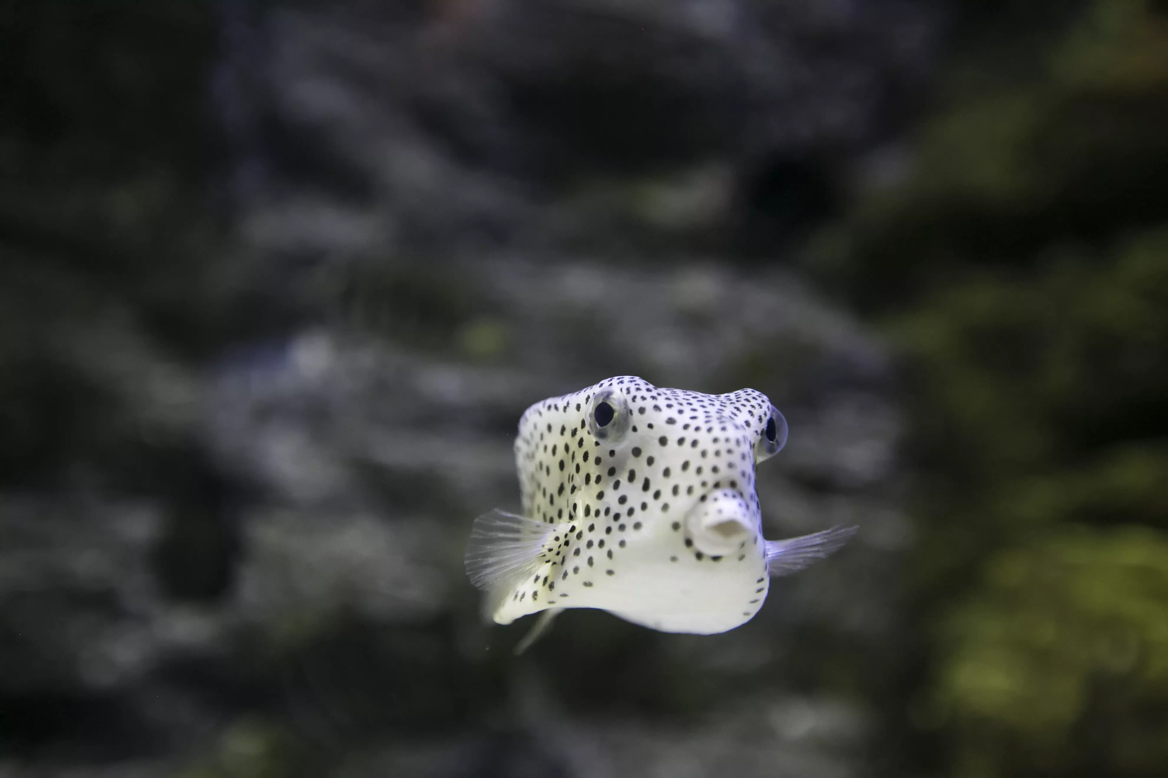 Cute Puffer Fish with Black and White Spots