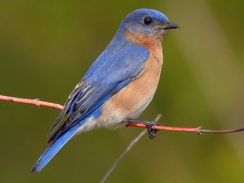 Eastern Bluebird in California