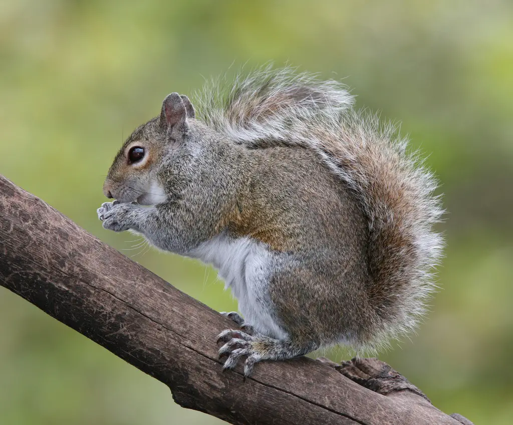 Squirrels in Wisconsin