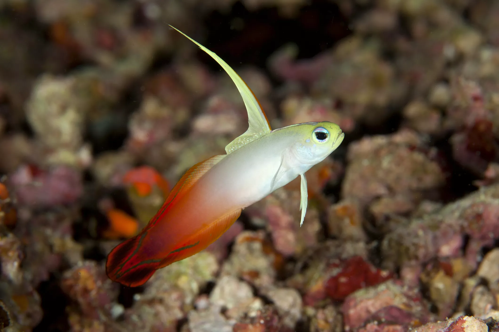 Firefish Goby