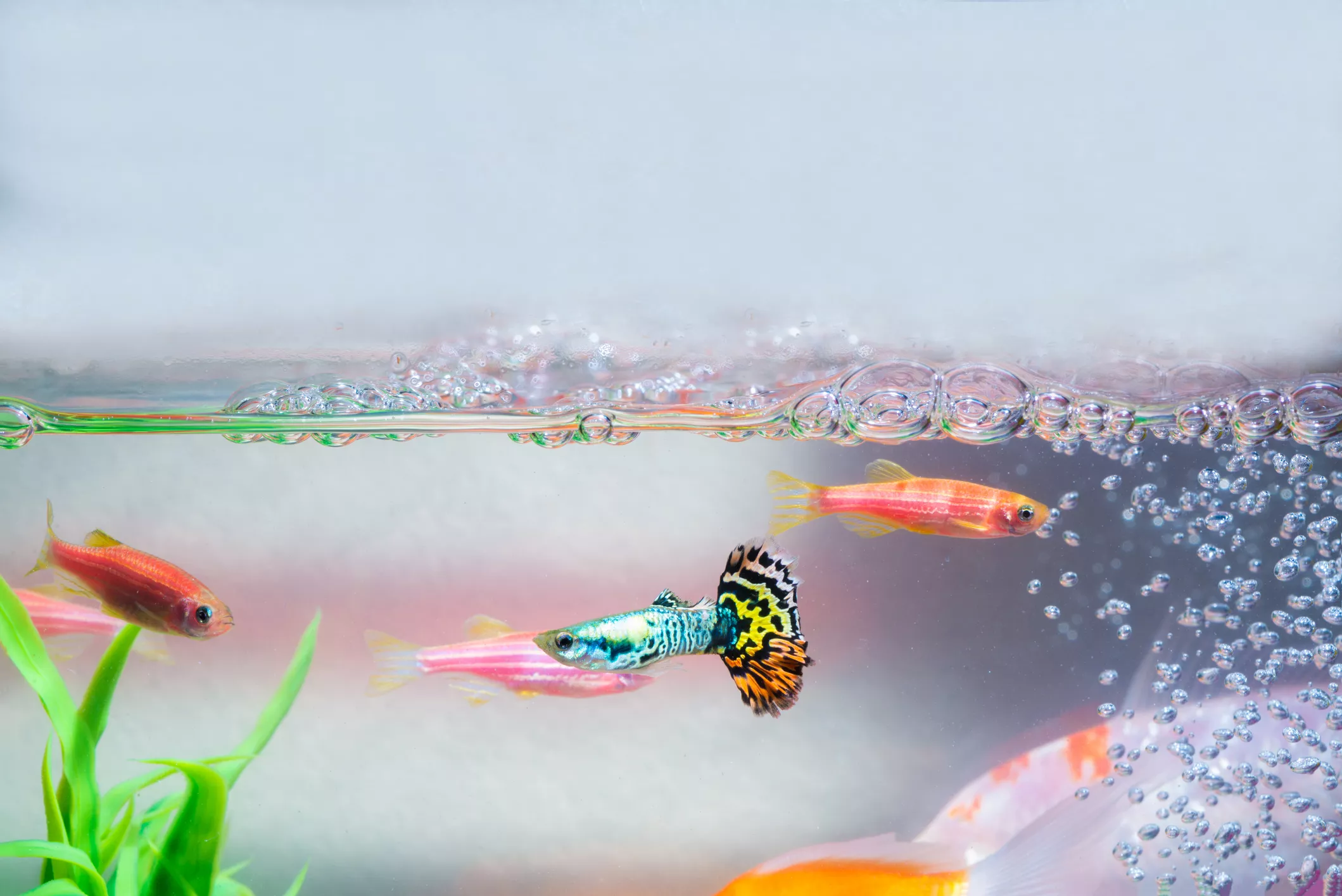 fish swimming in an aquarium tank