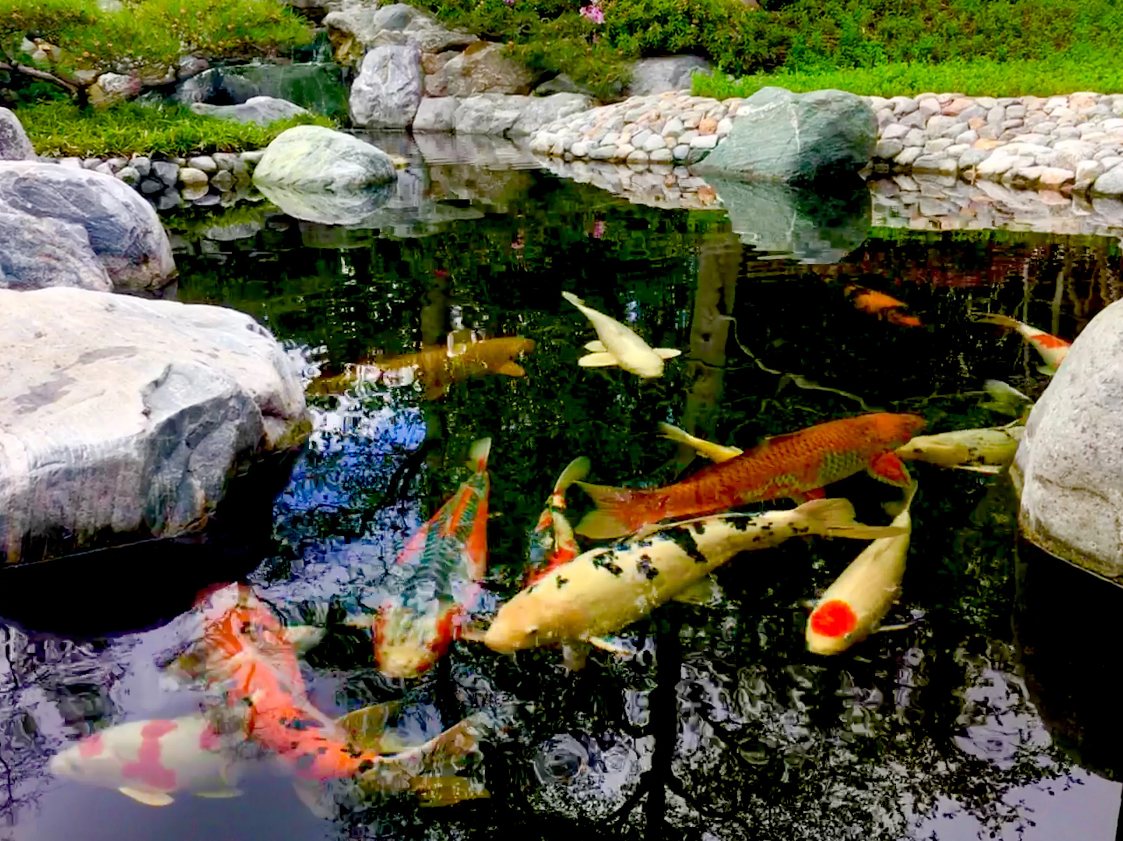 Koi in koi pond