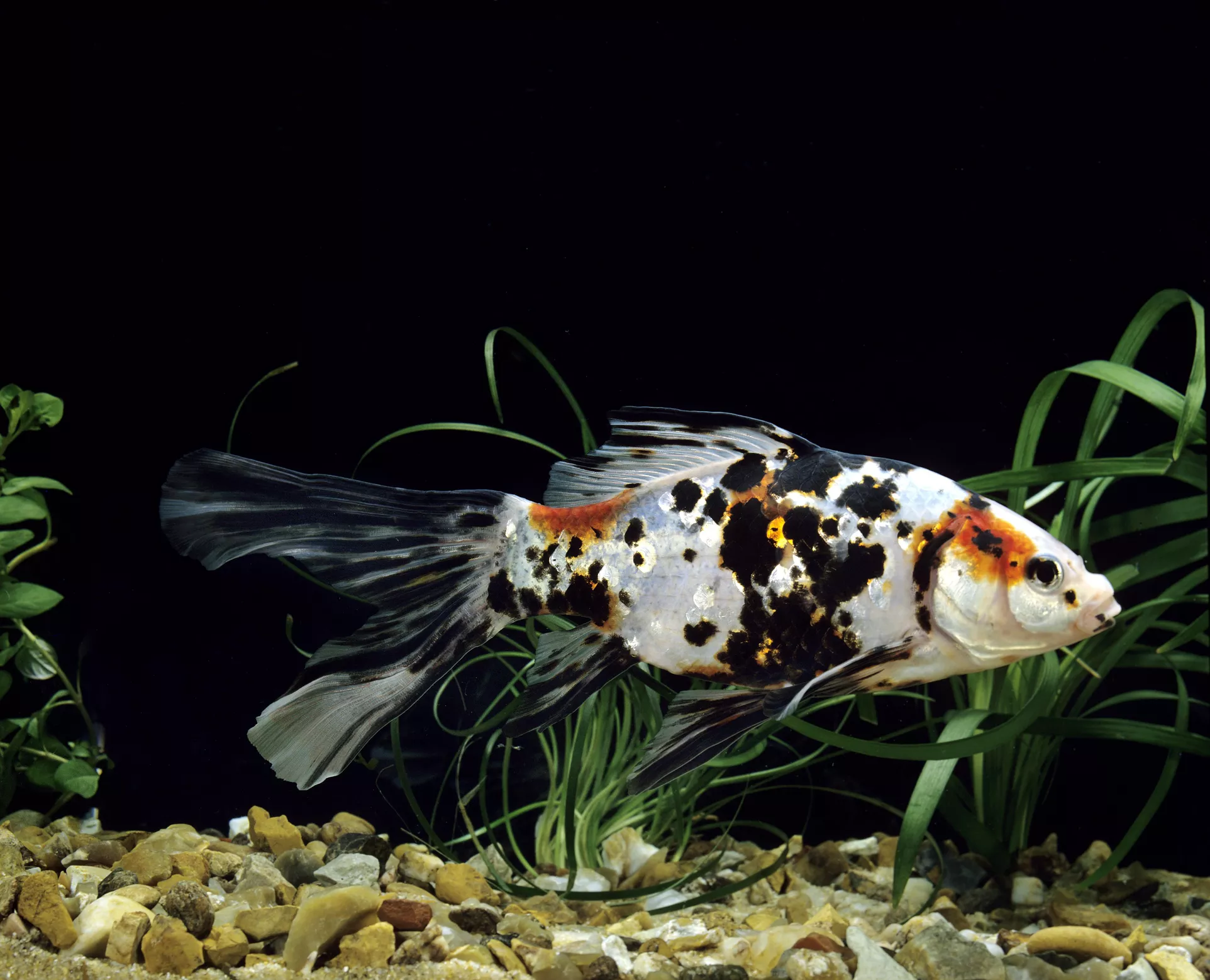 Shubunkin goldfish in a tank