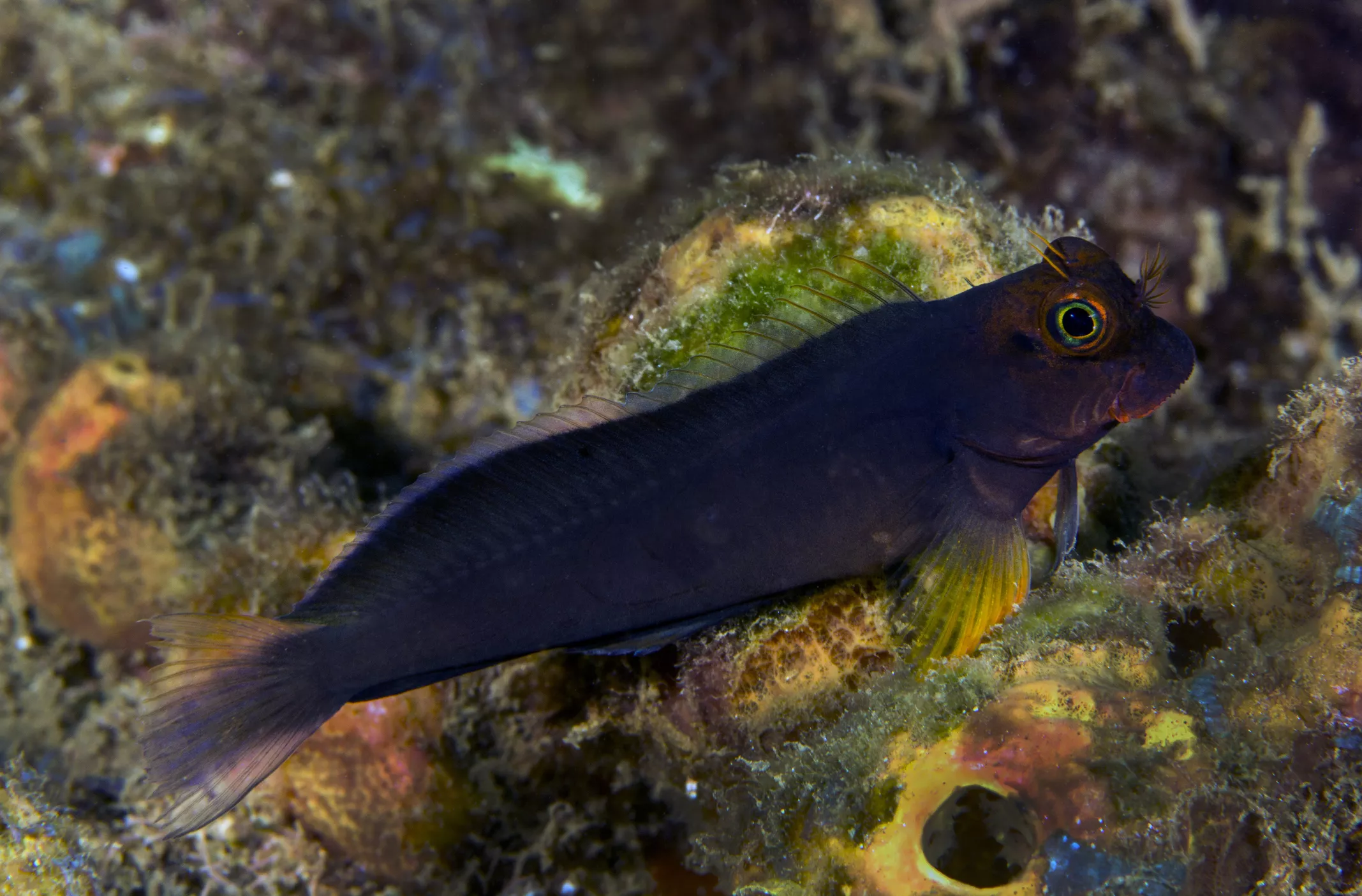 Redlip Blenny