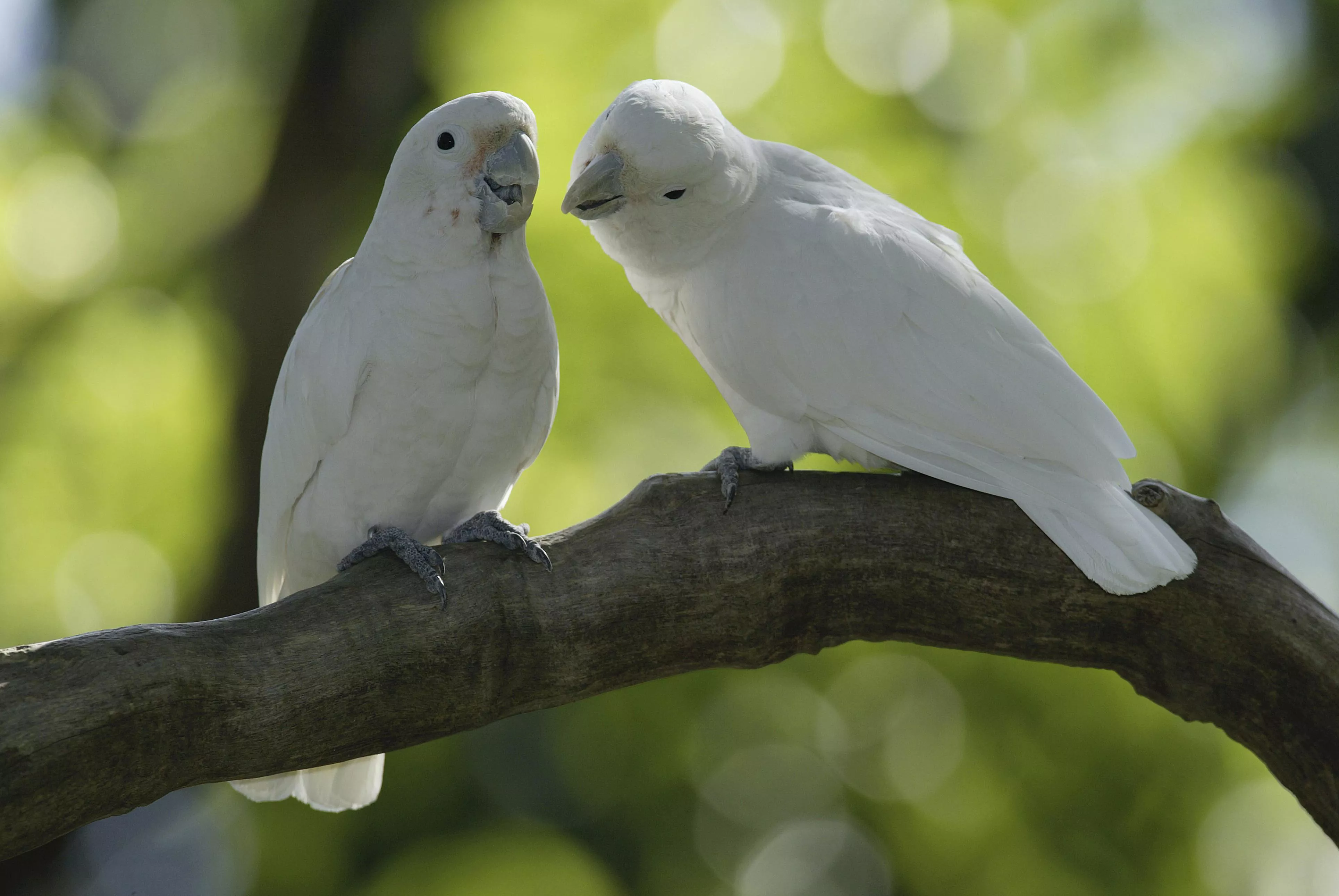 Goffin's Cockatoos