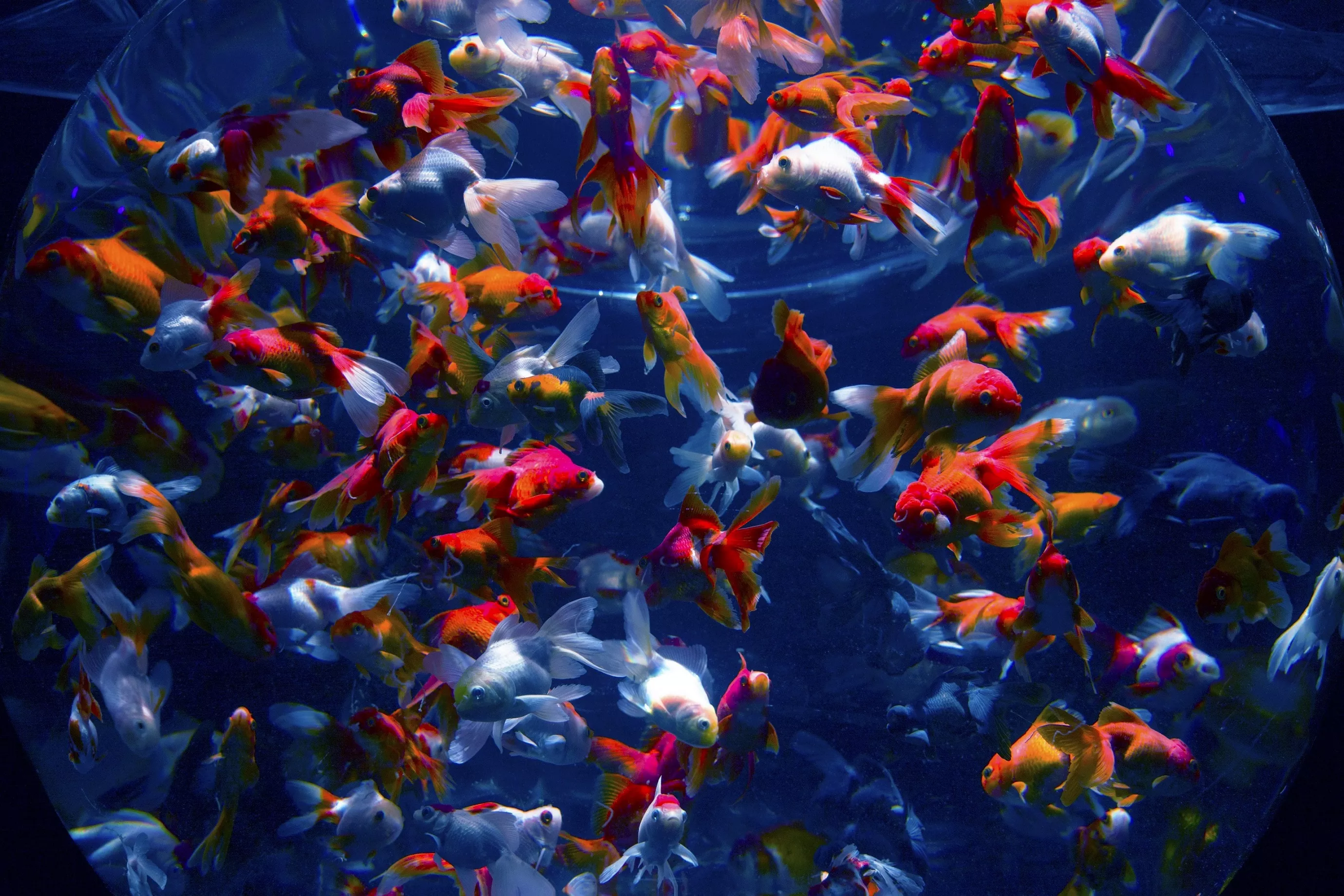 Tank school of goldfish