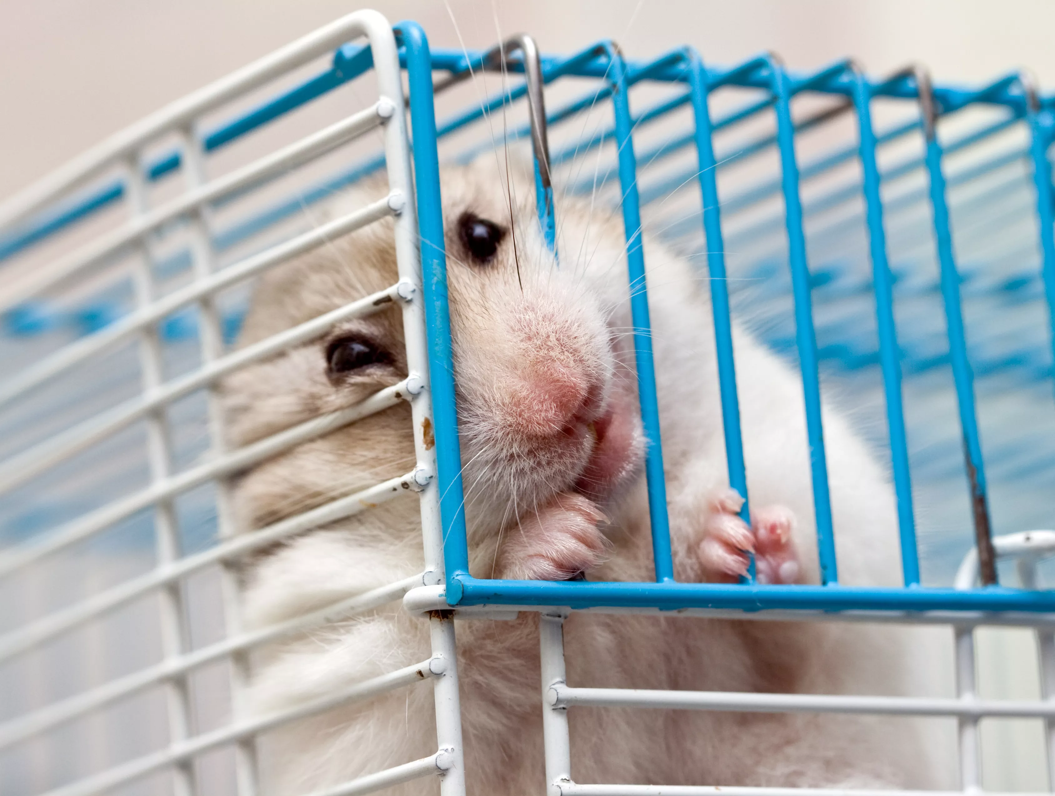 Hamster chewing on metal cage bar