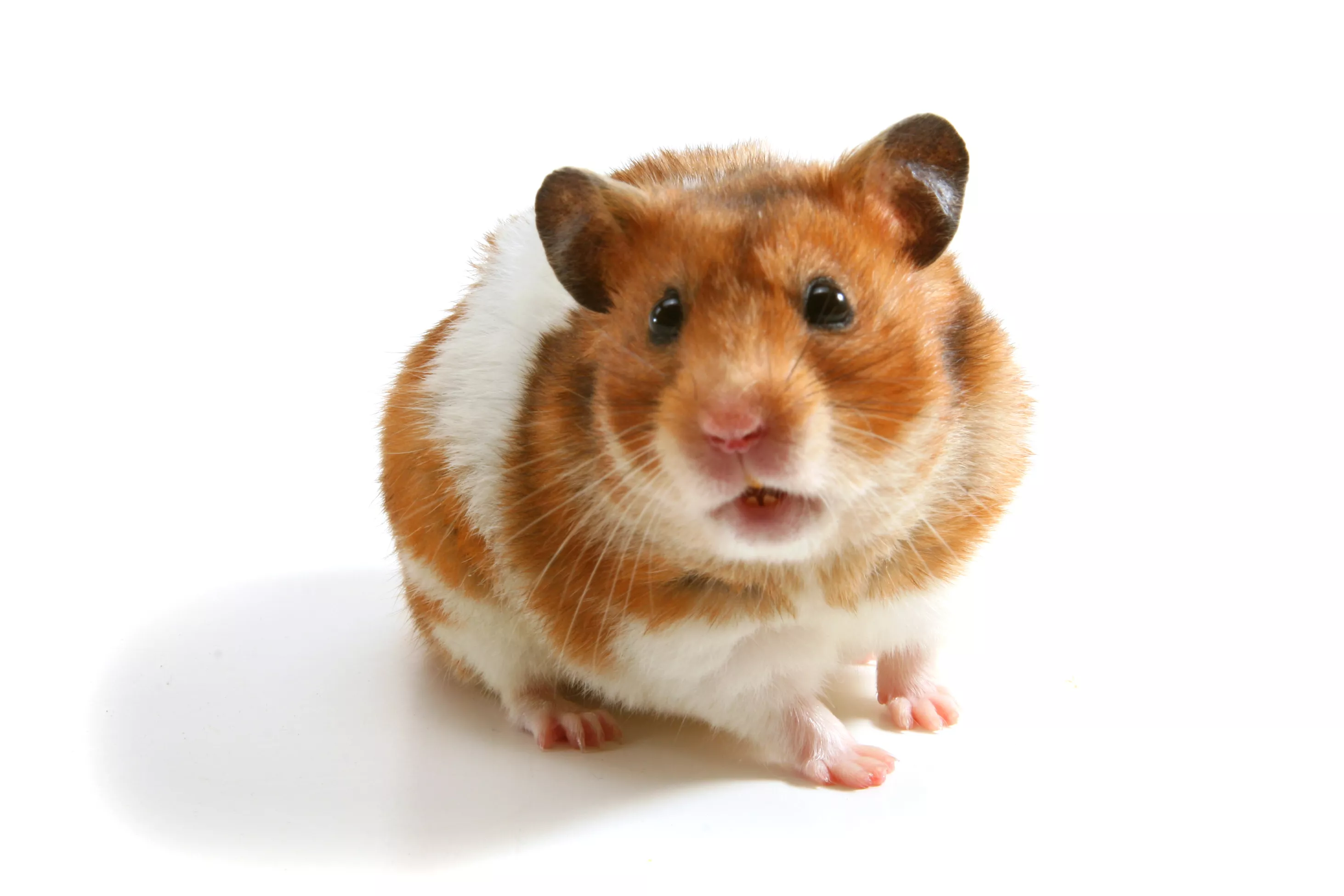 Brown and white hamster on a white background