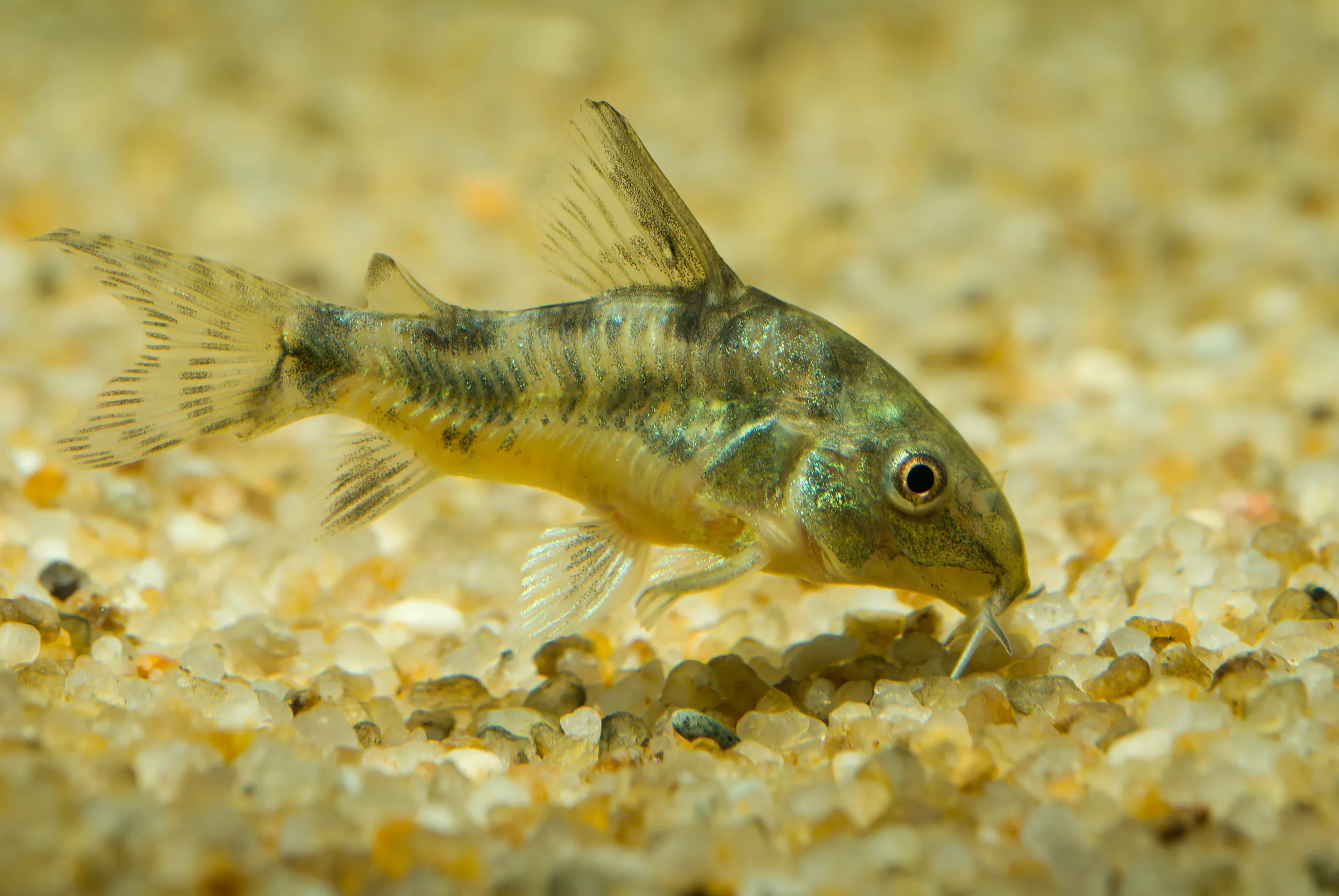 Pepper corydora sifting through substrate