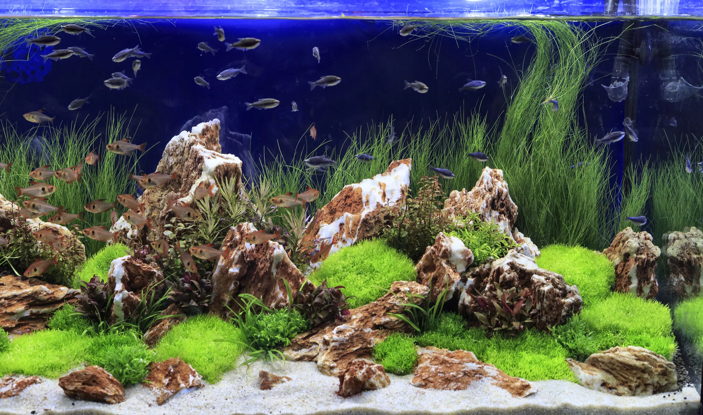 Aquascape aquarium