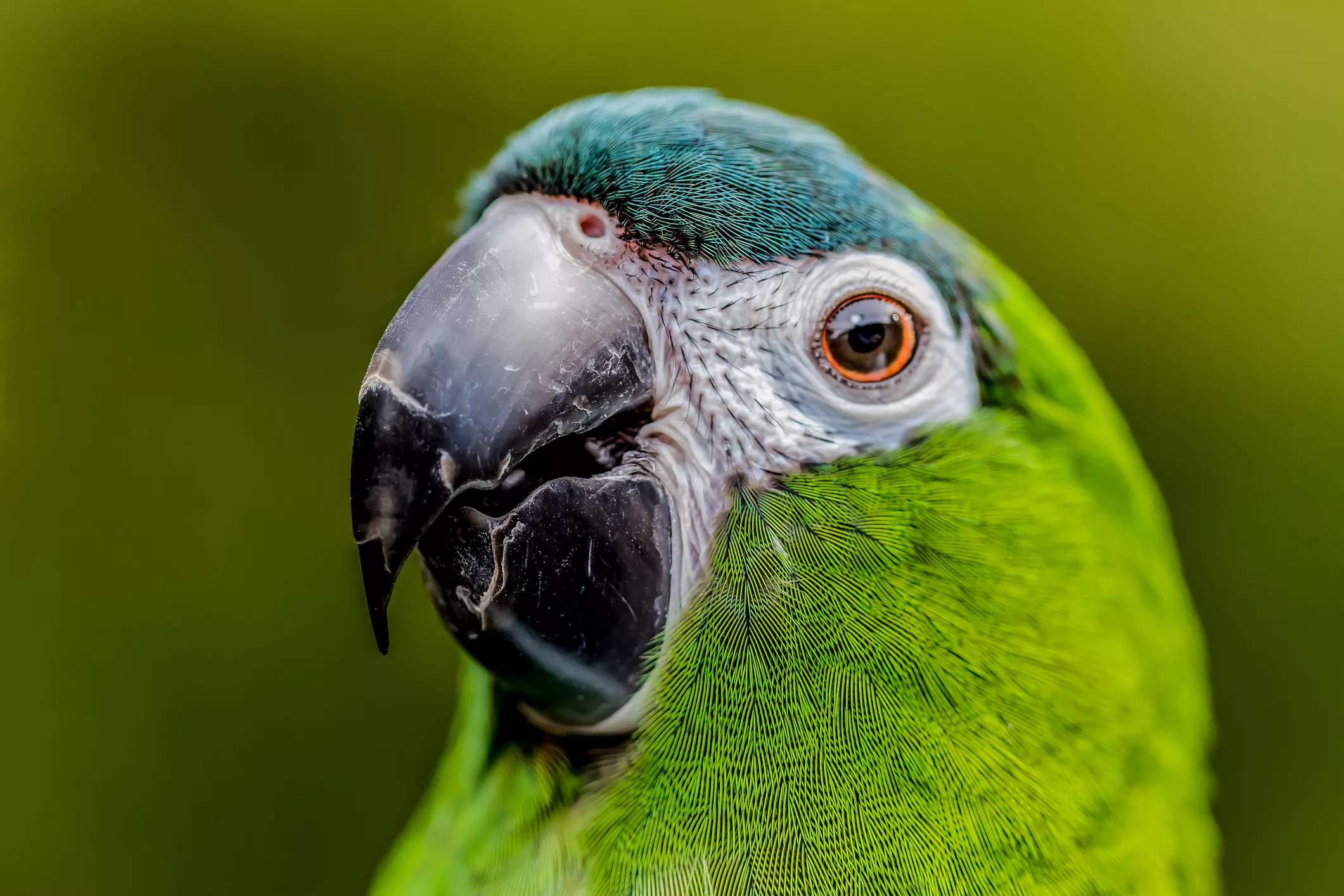 Hahn's Macaw