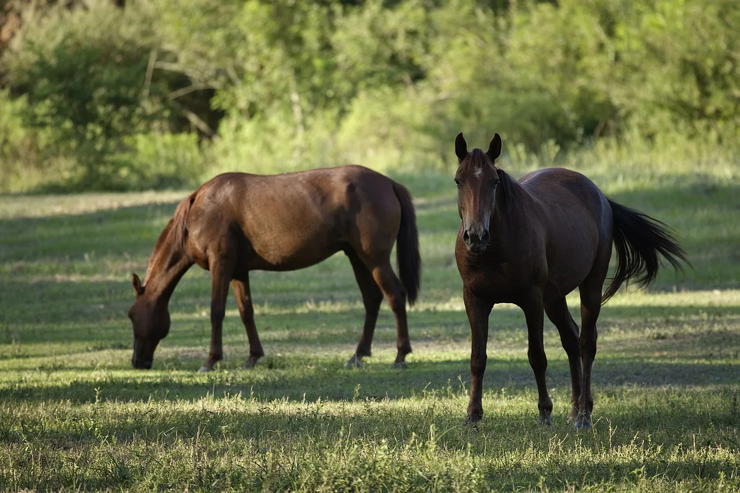 Two horses in a shady pasture.