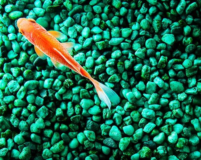 Goldfish in a fish tank with green gravel