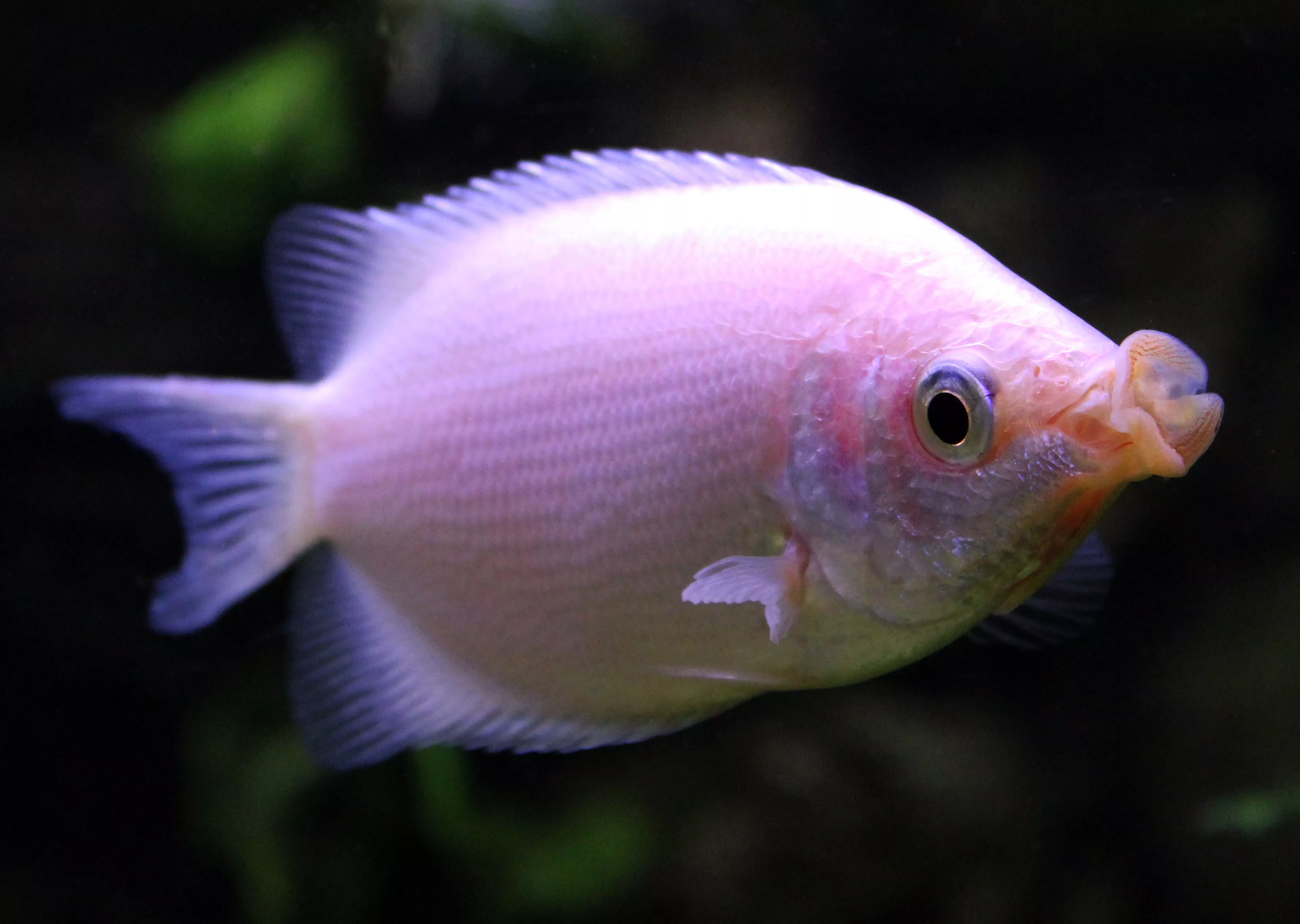 Helostoma temminckii - Kissing Gourami