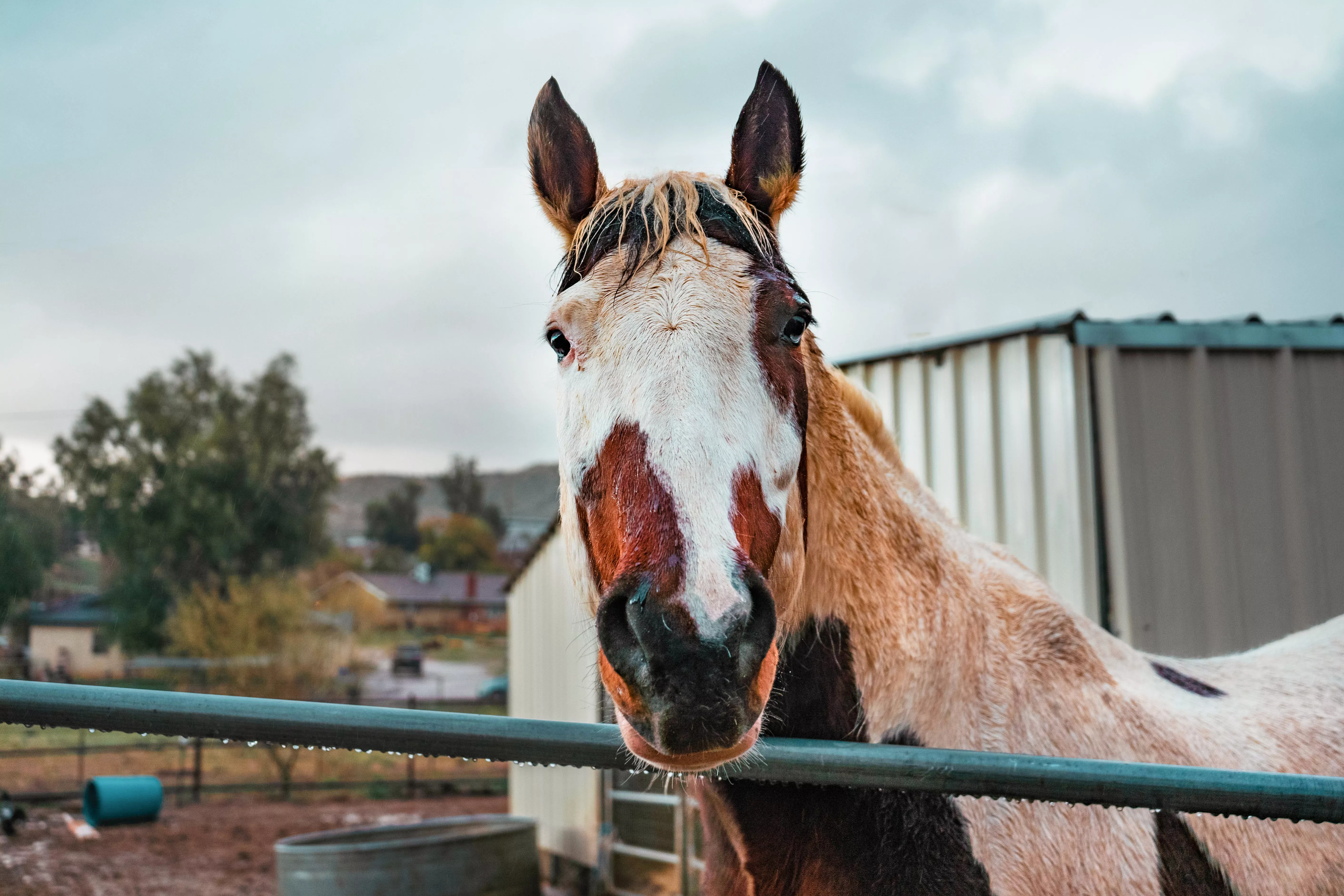 Horse with white and brown patches on face looking over metal railing