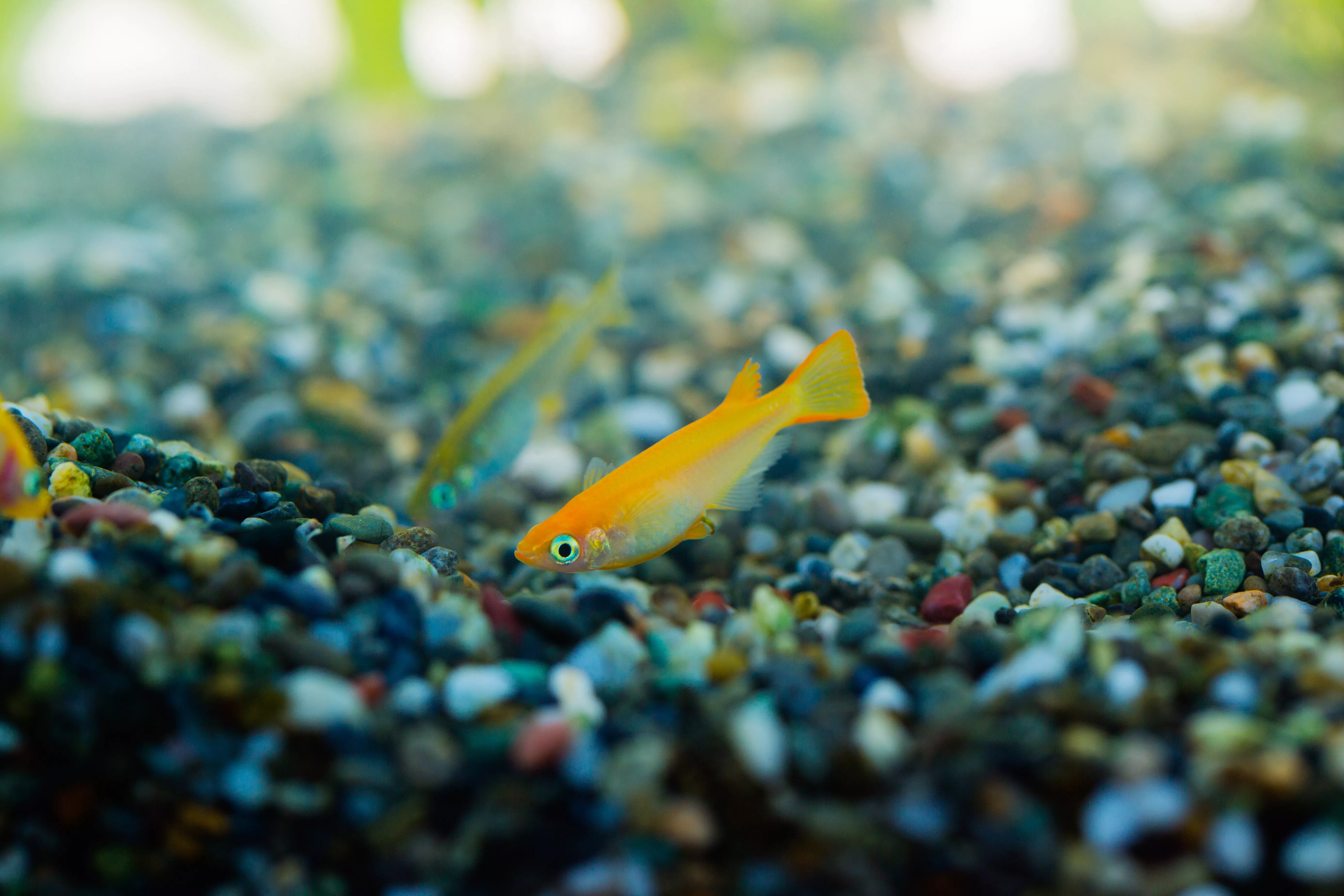 Japanese Rice Fish