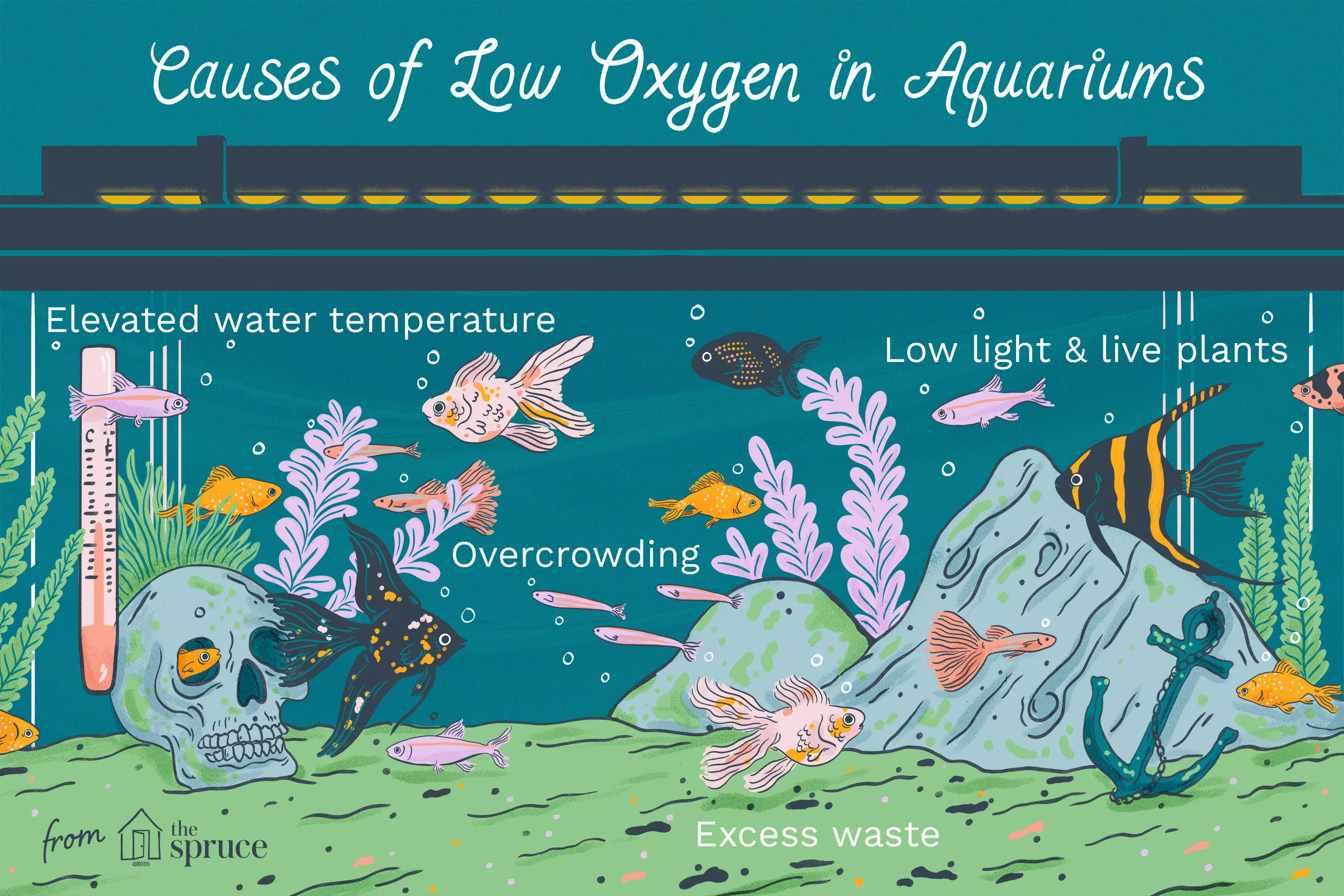 Causes of Low Oxygen in Aquariums