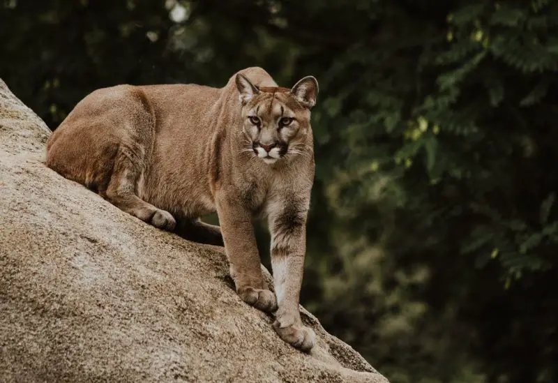 Mountain Lions in Colorado Hunt