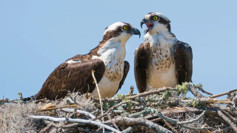 Ospreys in Maryland