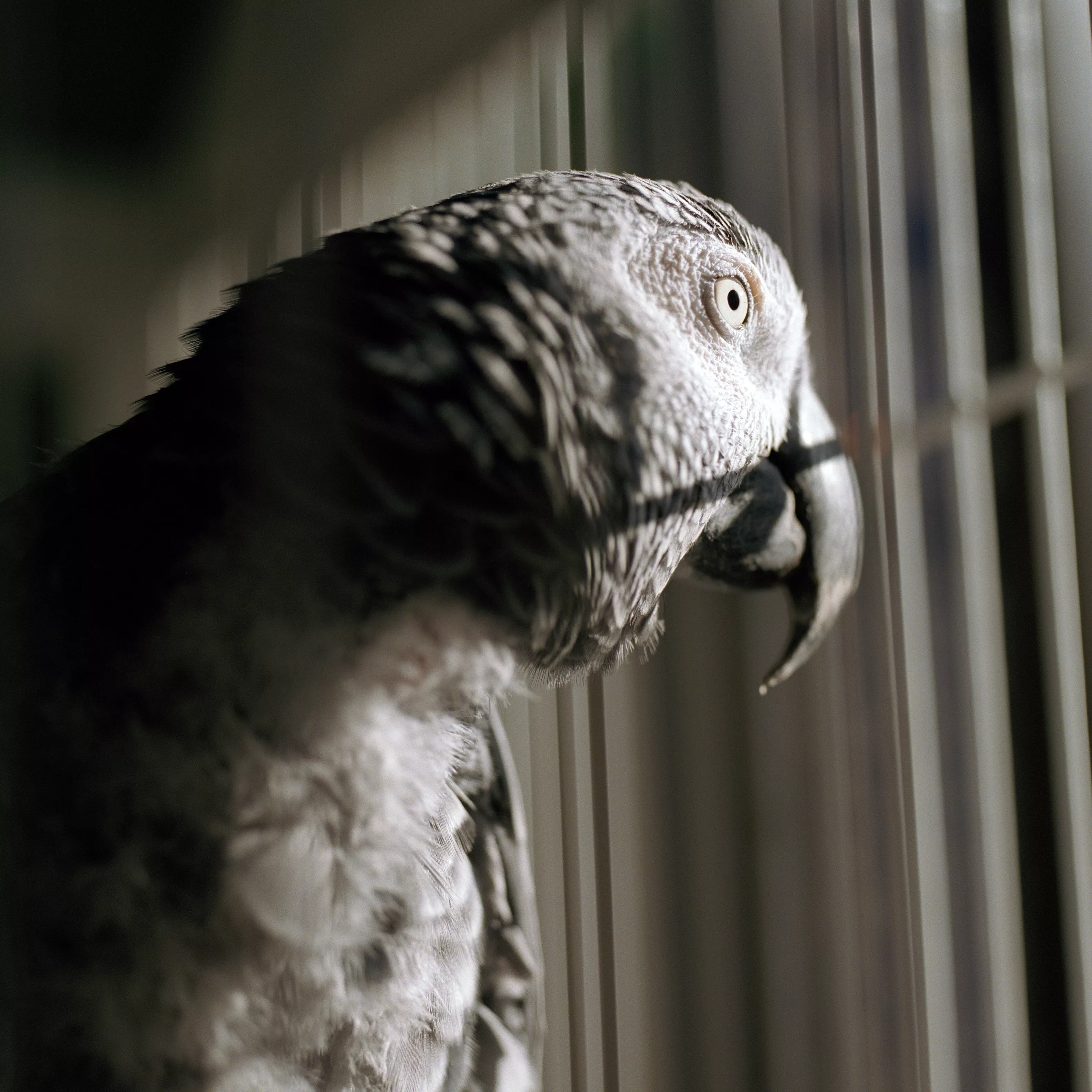 Parrot in cage, close-up