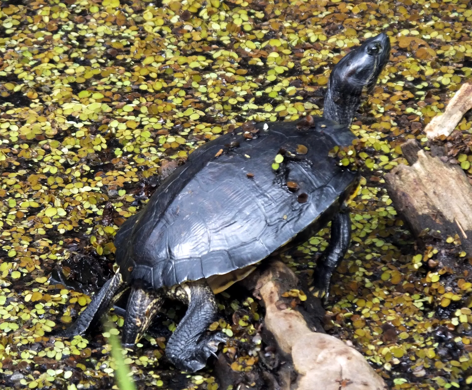Common Must Turtle in Water