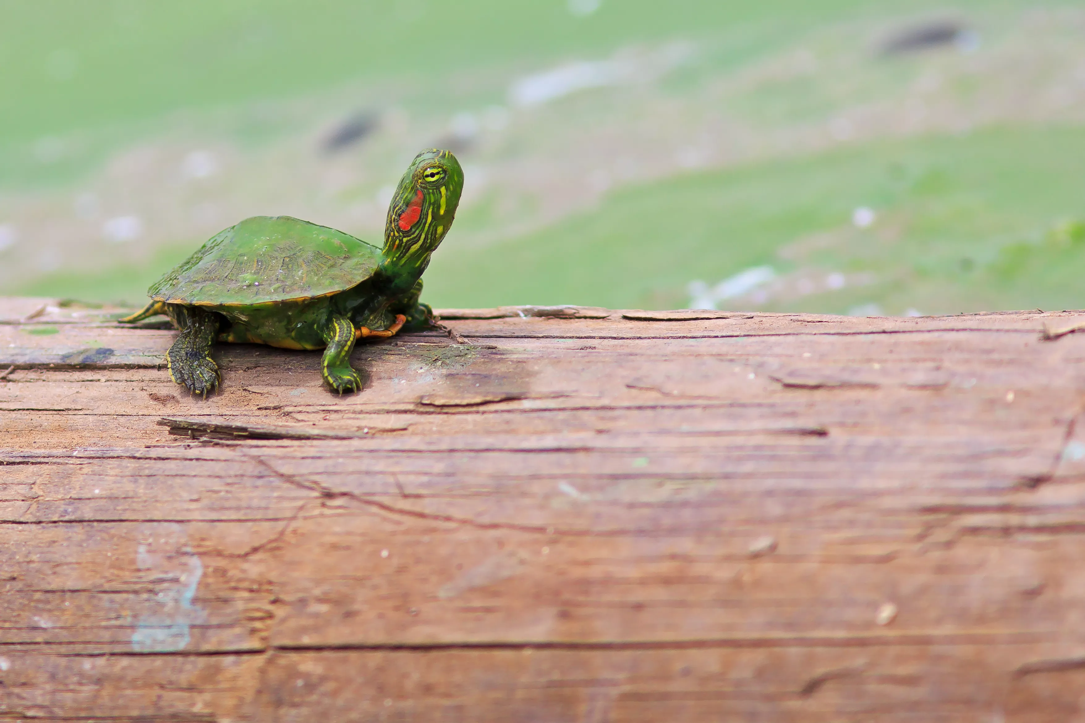 Red eared slider (Trachemys scripta elegans) standing on wood, Texas, USA