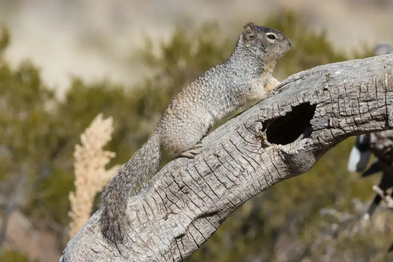 Squirrels in Utah