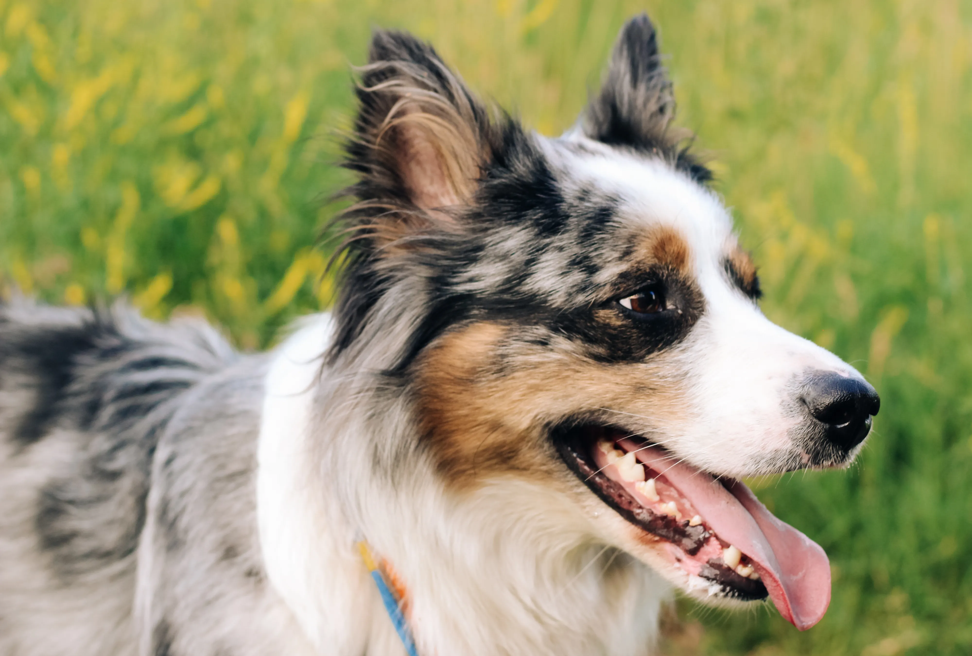 An Australian Shepherd dog outdoors with tongue out