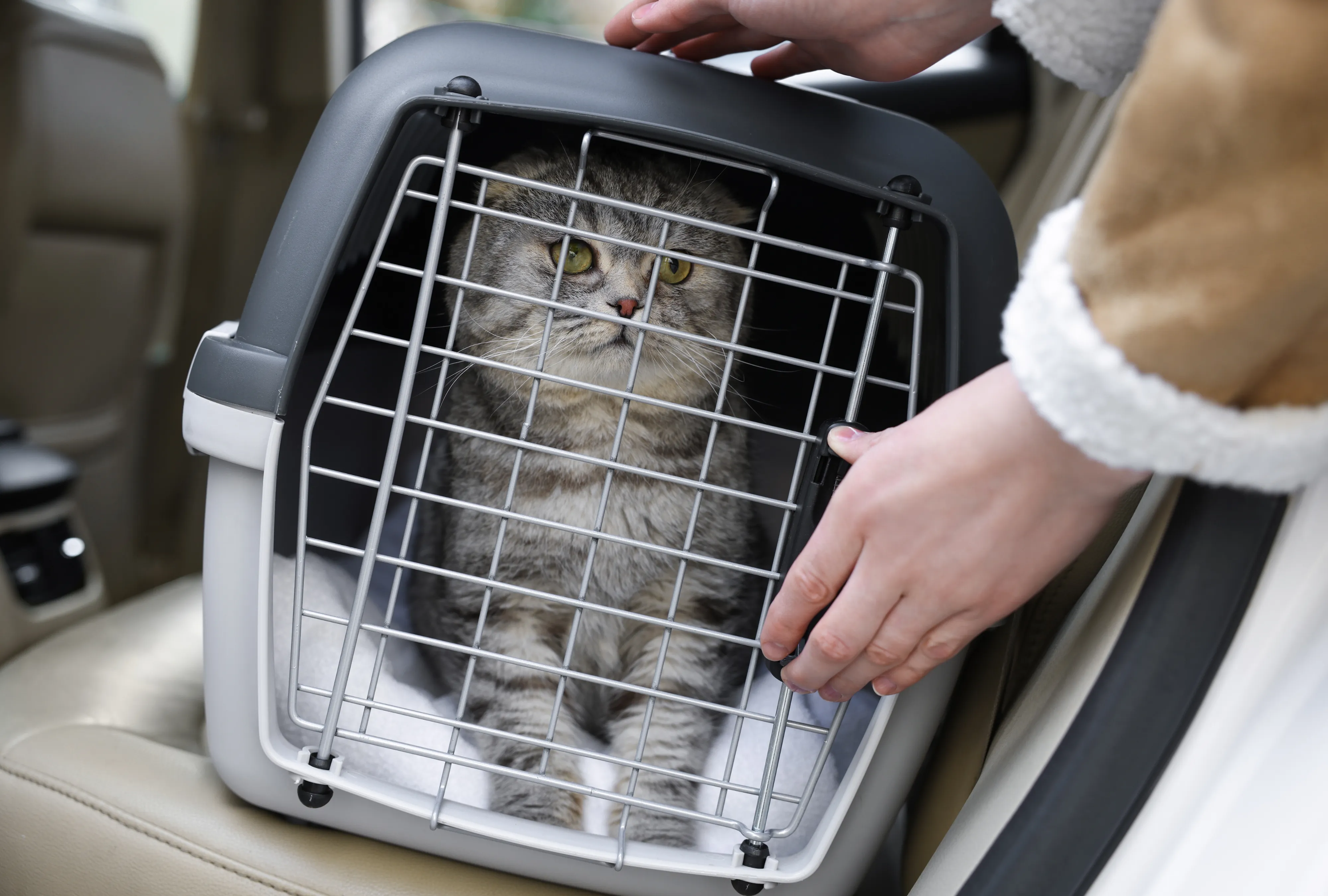 A cat sitting inside a pet carrier placed on a car seat with a persons hands holding the carrier