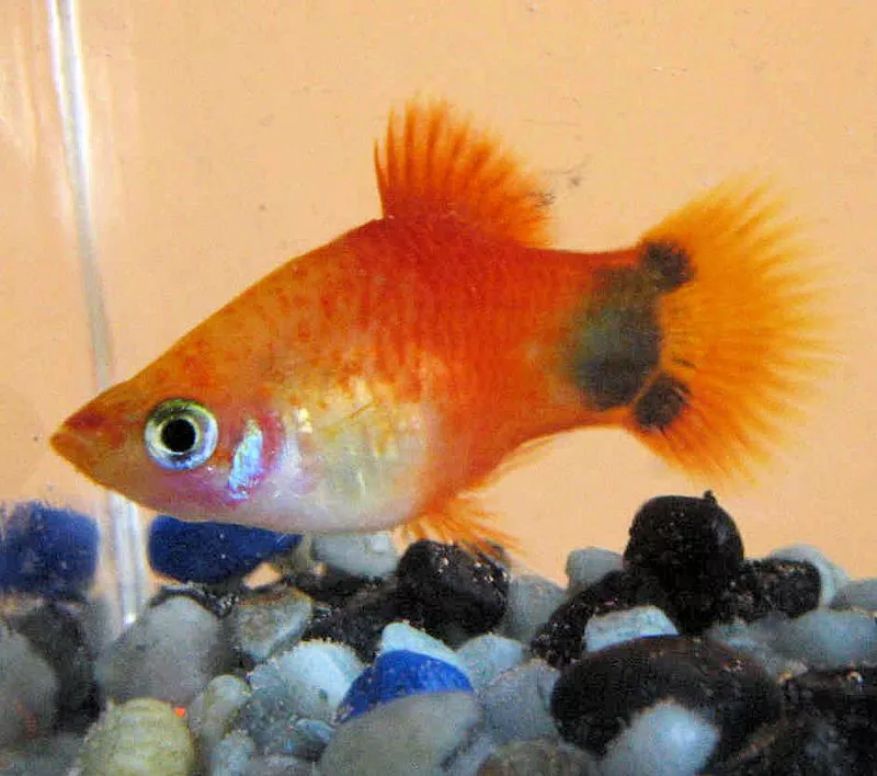 Xiphophorus maculatus - Mickey Mouse Platy