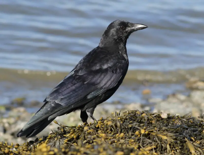 Crows in Florida