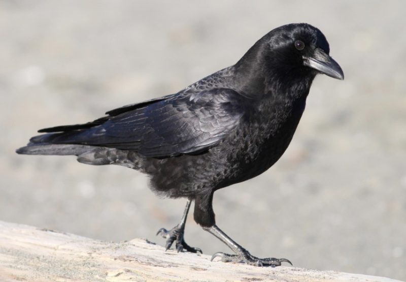 Black Birds in Tennessee