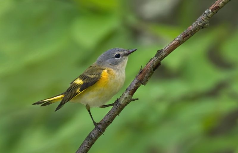 Warblers in Michigan