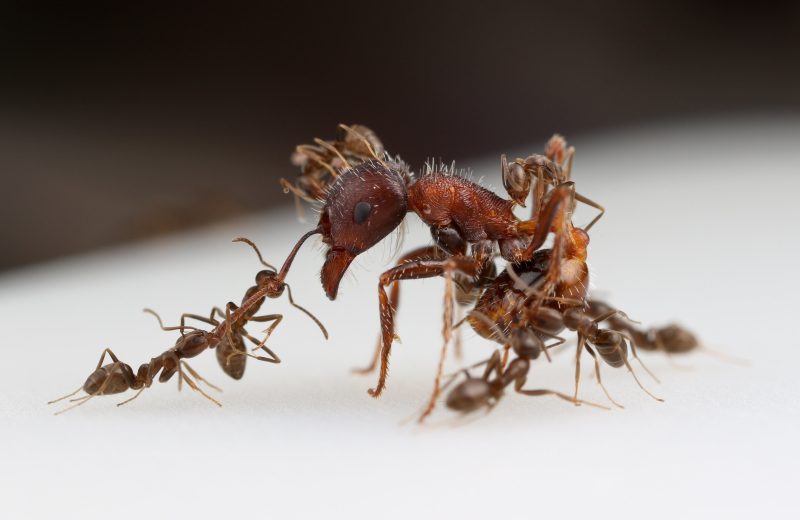 Types of Ants in California