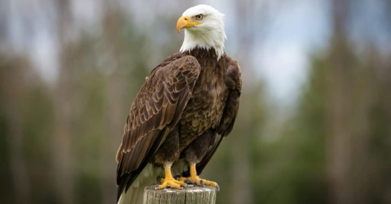 Eagles in Kansas