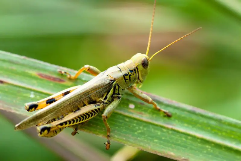 Grasshoppers in Arizona