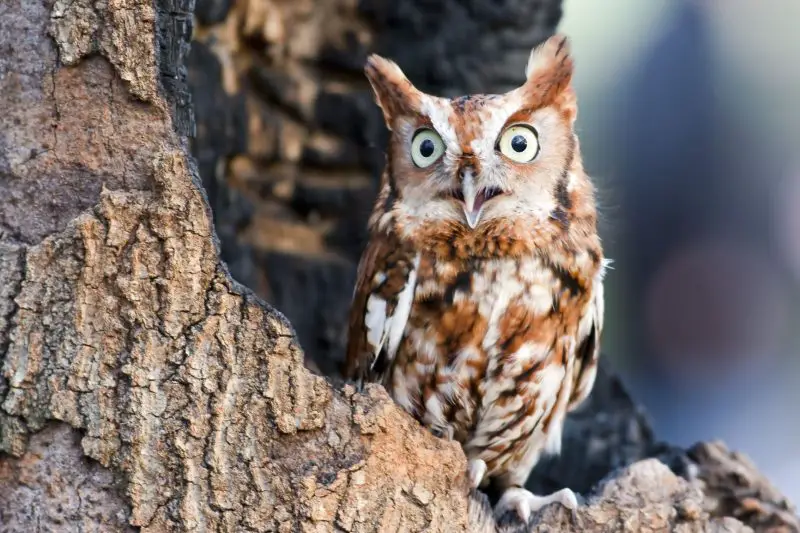 Owls in Georgia