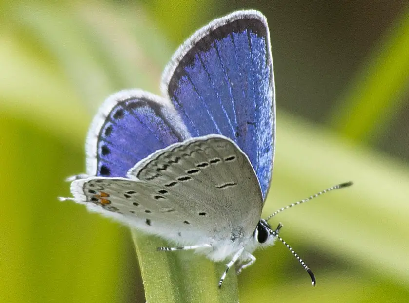 Blue Butterflies in Virginia