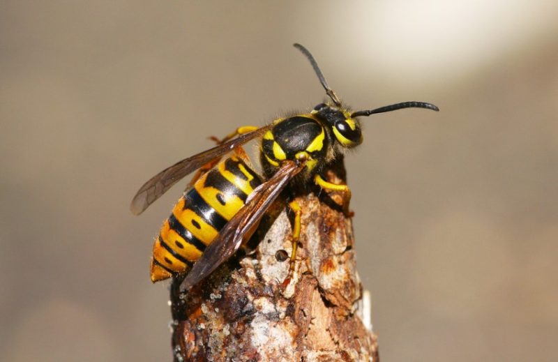 Dangerous Stinging Insects in Michigan