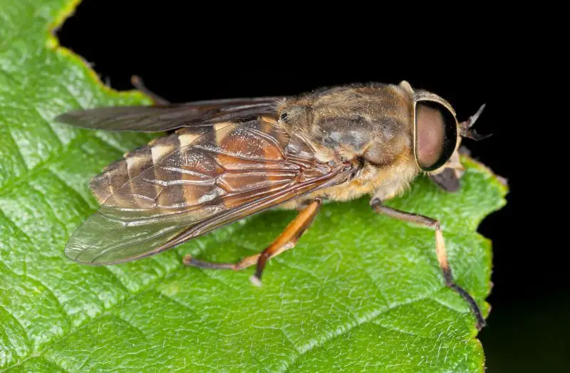 Biting Flies in Colorado