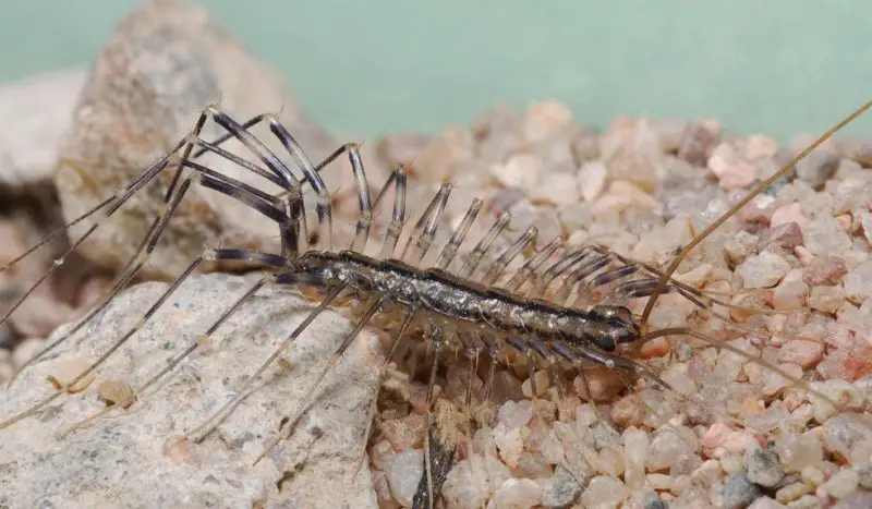 Centipedes in Ohio