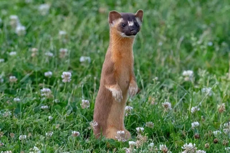 Weasels in New York