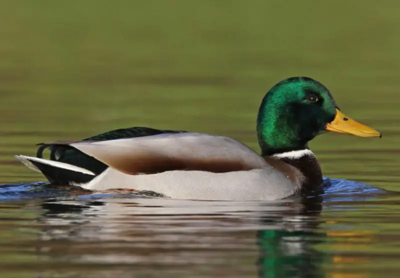 ducks in Minnesota