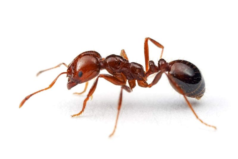 Biting Ants in Florida