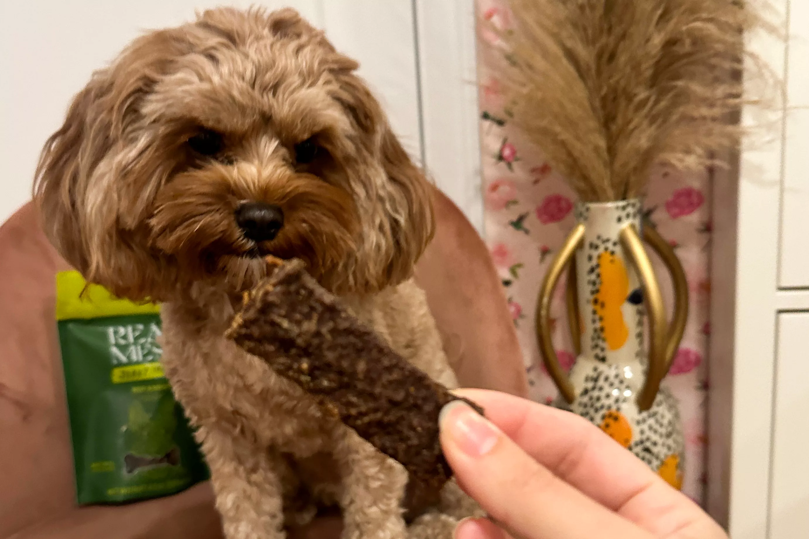 dog enjoying REAL MESA Beef Kabobs Dog Jerky Treat
