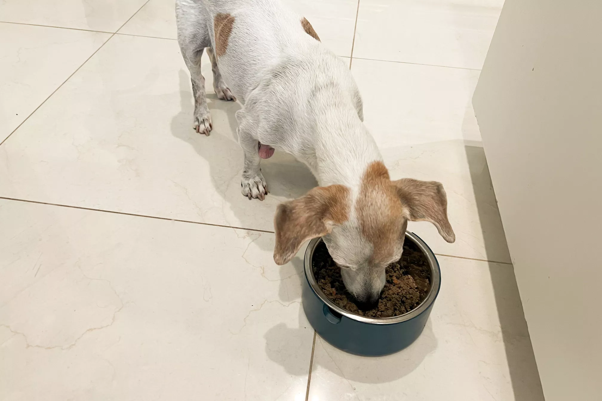 Chiweenie eats The Farmers Dog